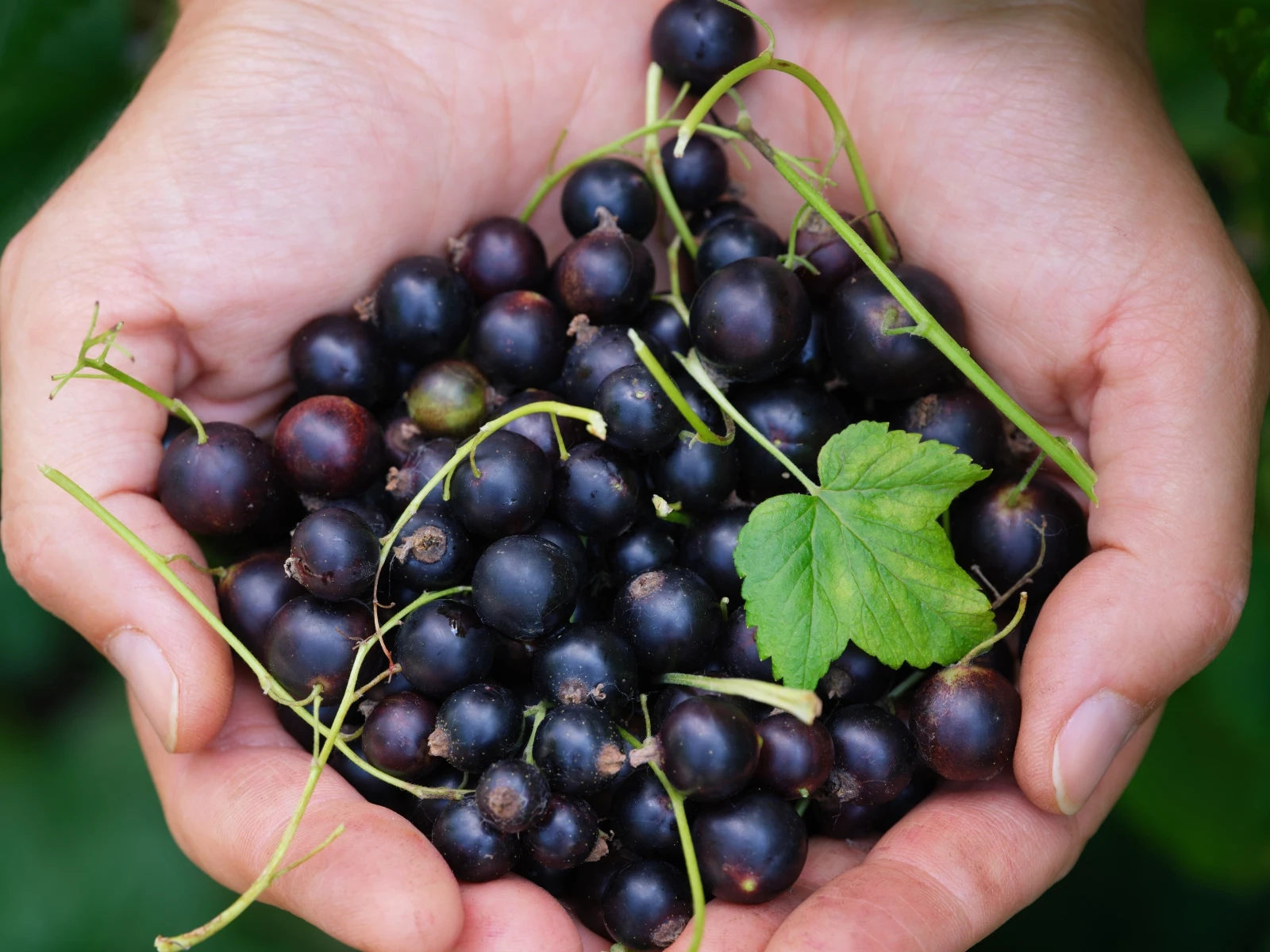 Zwei Hände die einen kleinen Haufen Beeren halten.